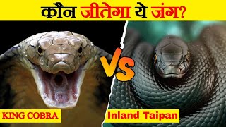 Inland Taipan Vs King Cobra  Who Would Win The Fight  Most Venomous Snakes  Wild Glows [upl. by Valenza]