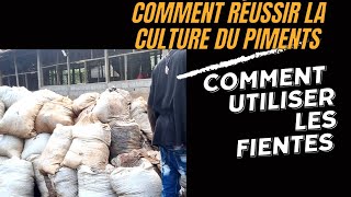 culture du piments comment utiliser les fientes  porcs poulets etc [upl. by Boys]