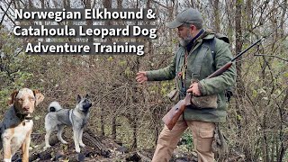 Norwegian Elkhound amp Catahoula Leopard Dog  Obedience amp Socialization Session [upl. by Dacey]