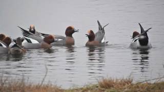 Wigeon whistling [upl. by Pip588]