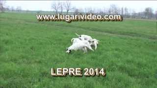 LEPRE 2014 Caccia coi segugi [upl. by Paige405]