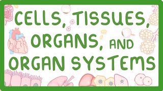 GCSE Biology  Levels of Organisation  Cells Tissues Organs and Organ Systems [upl. by Uticas]