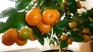 CALAMONDIN ORANGE Update  Best Indoor Citrus Plant  Miniature Orange  Part 2 [upl. by Schug]