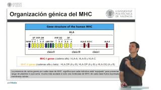 Genética del complejo principal de histocompatibilidad  1325  UPV [upl. by Ardine]