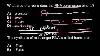 RNA polymerase transcription and translation [upl. by Abagael]