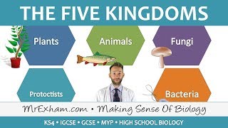 5 Kingdom Classification  GCSE Biology 91 [upl. by Aytida]