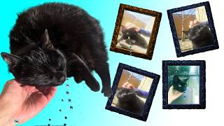 Meet the Most Adorable Black Cat Drooling Purring and Pigeon Noises in 4K 🐾 [upl. by Eugenius]