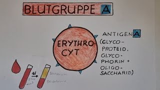 BLUTGRUPPE Das AB0System — VERTRÄGLICHKEIT für Blutspenden  lessonsathome [upl. by Eirolam241]