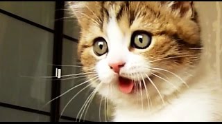 Top Funny Cats and Kittens Playing Dancing Epic Compilation [upl. by Fishman]