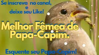 MELHOR FÊMEA DE PAPA CAPIM [upl. by Essilevi302]