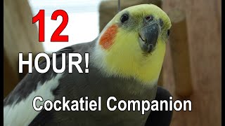 Cockatiel Companion 12 HOURS of BIRD NOISE Play this to your Cockatiel [upl. by Ronal617]