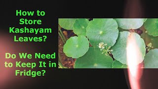 How to Store Kashayam Leaves Do We Need to Keep it in Fridge  Dr Khadar  Dr Khadar lifestyle [upl. by Bart]