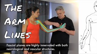 The Arm Lines  Fascial Connections  Acupuncture Meridians [upl. by Ahsaetan322]