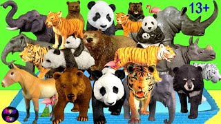 Animals  Tiger Elephant Bear Rhino Panda Takhi  Chinese and Asian Animals 13 [upl. by Chadbourne735]