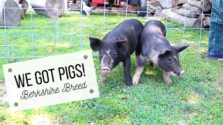 New Pigs for the Homestead 🐷  Berkshire Hogs  Livestock Hoop House Shelter [upl. by Tristan]