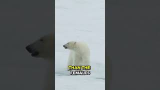 Facts About Polar Bears [upl. by Leumek]