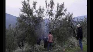 ZEYTİNDE GENÇLEŞTİRME BUDAMASI  REJUVENATIONAL PRUNING OF THE OLIVE TREE [upl. by Eissert]