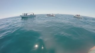 Guy climbs on whale surrounded by sharks [upl. by Jahncke]