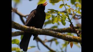 تغريد الشحرور  Blackbird singing  canto de mirlo [upl. by Pedrick]