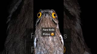 Rare Birds  Potoo  The Ghost Bird birds rarebirds shorts [upl. by Brecher]