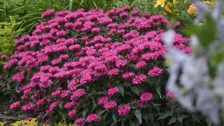 Monarda Production Tips  Walters Gardens [upl. by Hercule]