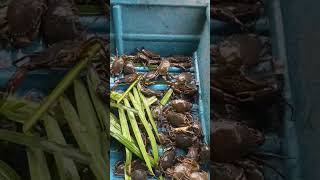 Crab Island anakkampoong crabing [upl. by Michaud]