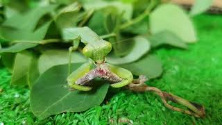 Praying mantis eating house lizard 🦎  Insect Life TV 22 [upl. by Kcirad325]