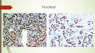 Immunohistochemical staining practical session [upl. by Goldsmith479]