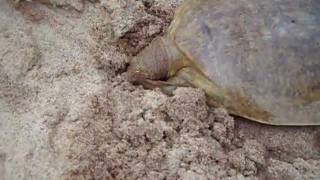 Oklahoma softshell turtle digging its way in the sand [upl. by Photima622]