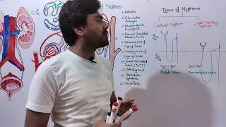 Types of Nephron cortical and juxta medullary Nephron why form dilute and concentrated urine [upl. by Omidyar]