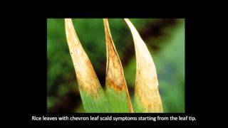 Rice Diseases Leaf Scald [upl. by Patricia]