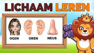 Leer Je Kind Alle Lichaamsdelen 👀👂  Lichaamsdelen Leren  NL✅ [upl. by Sucramraj]