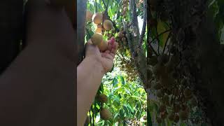 Harvest of lanzones fruit 😍 [upl. by Ardnac584]