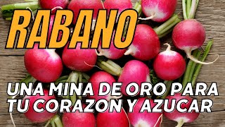 Beneficios del rábano  15 propiedades y beneficios del rábano como se come y contraindicaciones [upl. by Ynoffit]