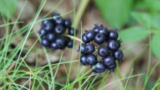 Sarsaparilla and Ground Elder [upl. by Gehlbach]