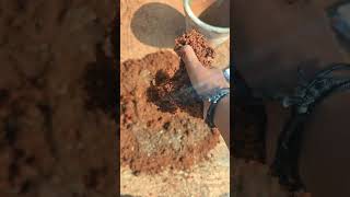 Soil Preparation for Radish radish terracegarden trending trendingshorts [upl. by Rosenblum]