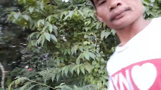 ito ang daan domarfarming garden gardening httpsyoutubecomdomar23sihax87Isqjgc9ZhS [upl. by Althea227]