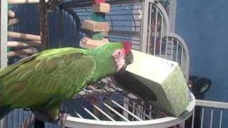 Military Macaw with Kleenex Box [upl. by Asilehc93]