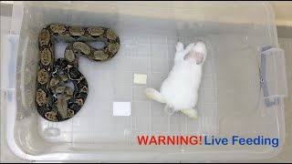 Live Feeding Snake  Boa Constrictor Eating Rabbit  افتراس [upl. by Oneida]