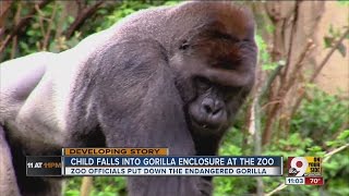 Child falls into gorilla enclosure at zoo [upl. by Lloyd]