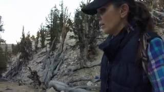 The Ancient Bristlecone Pine Forest [upl. by Hanah]