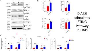 DiaBZl stimulates sting signaling pathways in High Affinity engineered T cells HATs Code 701 [upl. by Aletsirc]