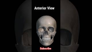 skull anatomy  skull anterior posterior and lateral view foryou shorts [upl. by Mines]