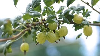 HOW TO PRUNE YOUR GOOSEBERRIES [upl. by Yssak308]