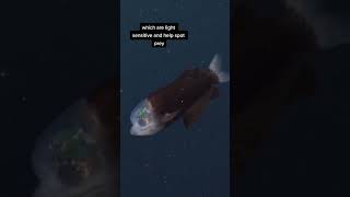 The beautiful Macropinna Microstoma aka the barreleye fish barreleyefish [upl. by Aleek]