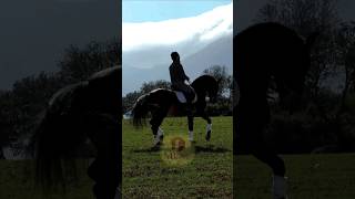 Exclusive Andalusian horse [upl. by Anaig]