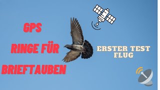 Brieftauben GPS Ringe  Erster Test beim morgendlichen Freiflug Skyleader 2 GPS [upl. by Dott599]