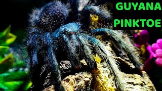 Guyana Pinktoe Tarantula Avicularia avicularia Care amp Husbandry [upl. by Hammel357]