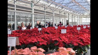 Plantpeddler Poinsettia Variety Day 2023 [upl. by Cly398]