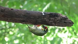 Coppersmith barbet Digging Nest Hole on Tree  Coppersmith barbet [upl. by Ayahc]